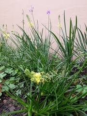 Bulbine asphodeloides