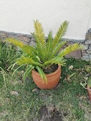 Encephalartos altensteinii