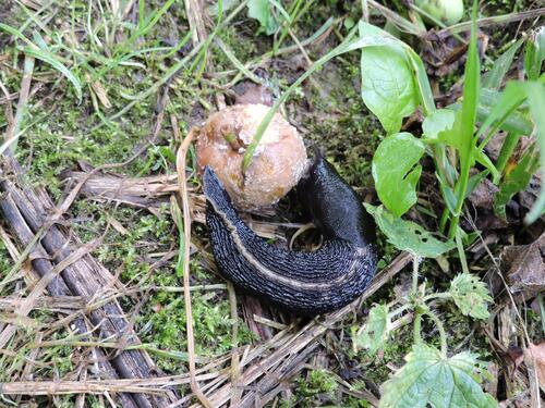 Ash-black Slug