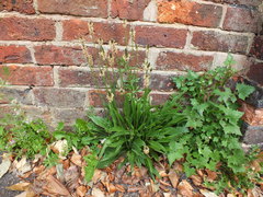 Plantago lanceolata