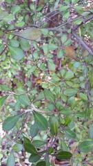 Corokia
