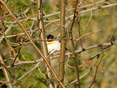 Fringilla montifringilla