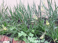 Bulbine asphodeloides