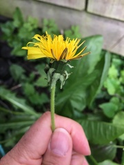 Taraxacum