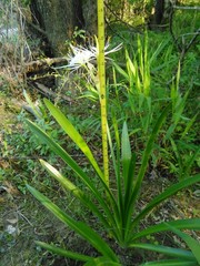 Hymenocallis occidentalis