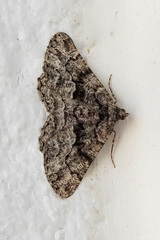 Peribatodes ilicaria