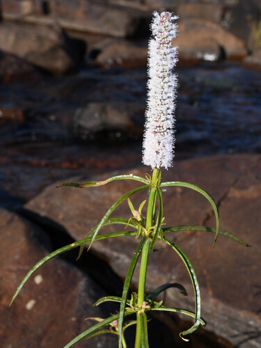 Pogostemon stellatus observed 2026-07-10
