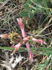 Astragalus pendulus