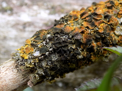 Xanthoriicola physciae