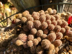Lobivia silvestrii