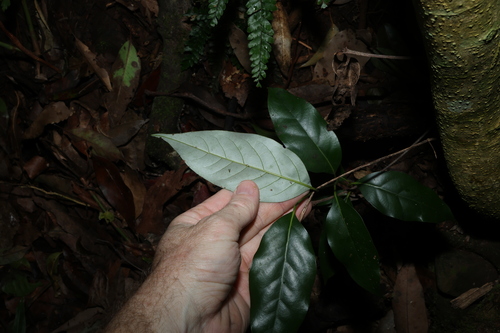 Cryptocarya erythroxylon, photograph 1