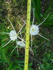 Hymenocallis occidentalis