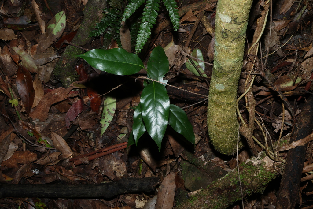Cryptocarya erythroxylon; photograph (c) Greg Tasney, some rights reserved (CC BY-SA)