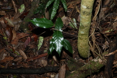 Cryptocarya erythroxylon