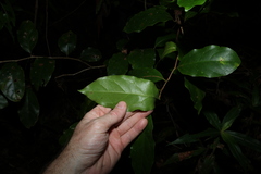 Pennantia cunninghamii, photograph (c) Greg Tasney, some rights reserved (CC BY-SA)