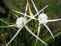 Hymenocallis occidentalis