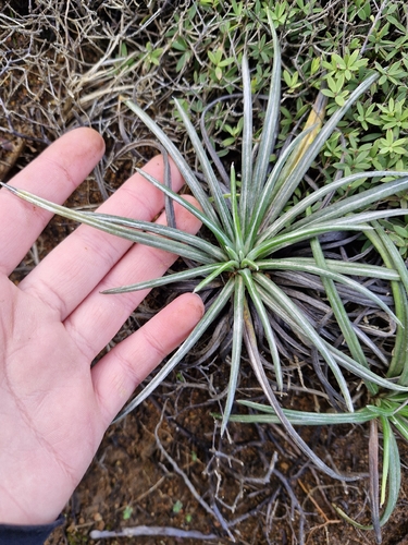 Celmisia major, photograph 5