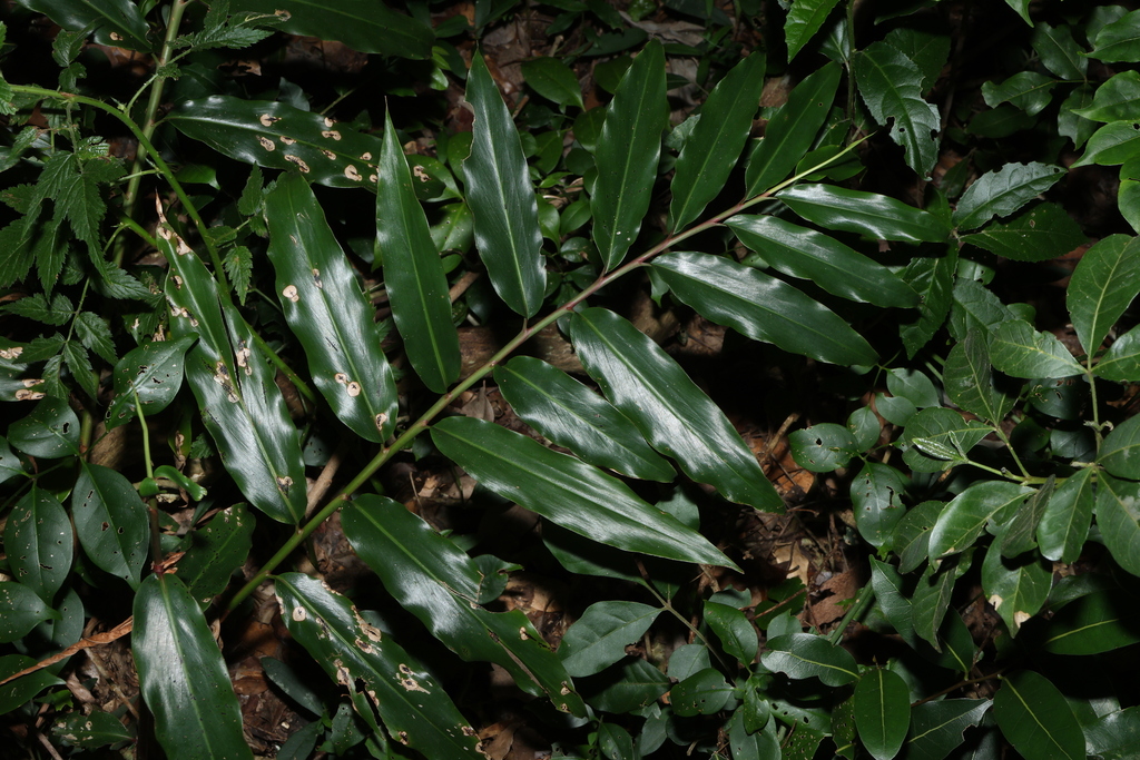 Alpinia arundelliana; photograph (c) Greg Tasney, some rights reserved (CC BY-SA)