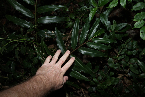 Alpinia arundelliana, photograph 1