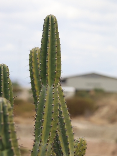 Cereus hankeanus (Cereus hankeanus)