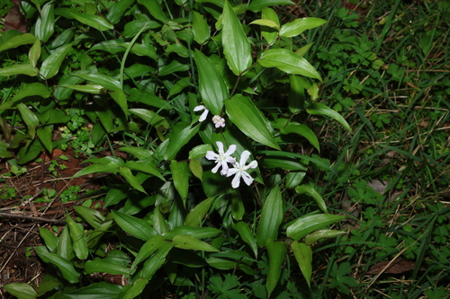 Tripladenia cunninghamii, photograph 6