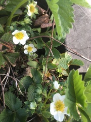 Fragaria × ananassa