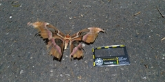 Attacus atlas formosanus