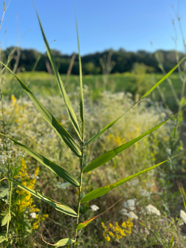 common reed