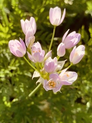 Allium unifolium