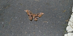 Attacus atlas formosanus