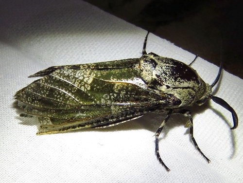 Carpenterworm Moth photo 6