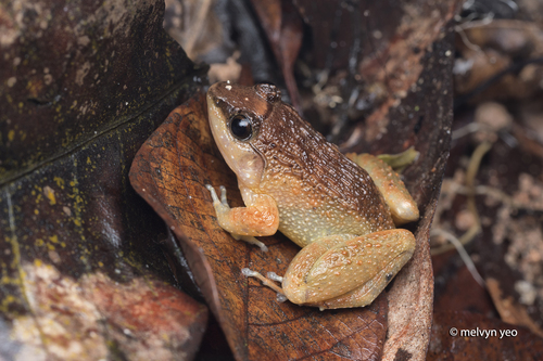 Limnonectes plicatellus observed 2026-07-11
