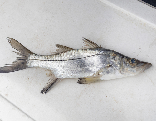 Blackfin snook (Centropomus medius) — Centropomidae — 3