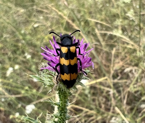 Mylabris variabilis