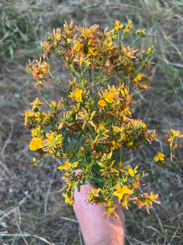 Common St. John's Wort