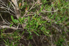(c) Greg Tasney, some rights reserved (CC BY-SA) Leptospermum petersonii, photograph (c) Greg Tasney, some rights reserved (CC BY-SA)