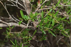 (c) Greg Tasney, some rights reserved (CC BY-SA) Leptospermum petersonii, photograph (c) Greg Tasney, some rights reserved (CC BY-SA)