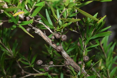 Leptospermum petersonii
