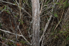 (c) Greg Tasney, some rights reserved (CC BY-SA) Leptospermum petersonii, photograph (c) Greg Tasney, some rights reserved (CC BY-SA)