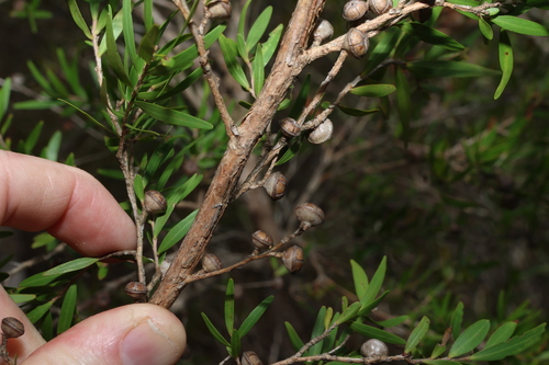Leptospermum petersonii, photograph 4