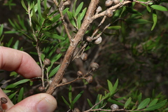 (c) Greg Tasney, some rights reserved (CC BY-SA) Leptospermum petersonii, photograph (c) Greg Tasney, some rights reserved (CC BY-SA)