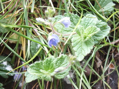 Veronica chamaedrys