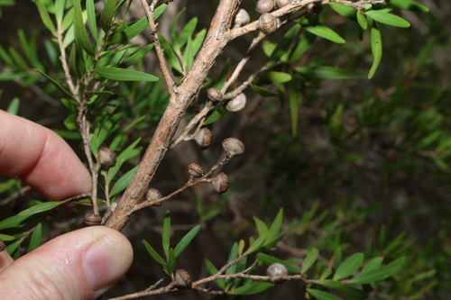 Leptospermum petersonii, photograph 5