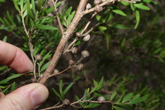 (c) Greg Tasney, some rights reserved (CC BY-SA) Leptospermum petersonii, photograph (c) Greg Tasney, some rights reserved (CC BY-SA)
