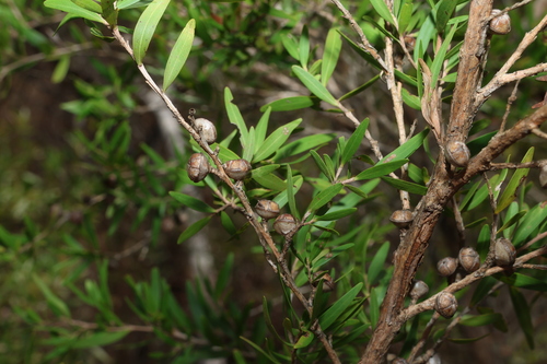 Leptospermum petersonii, photograph 6