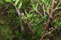Leptospermum petersonii, photograph (c) Greg Tasney, some rights reserved (CC BY-SA)