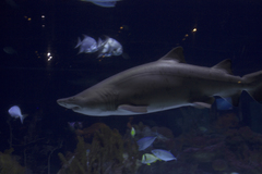 Lamniformes