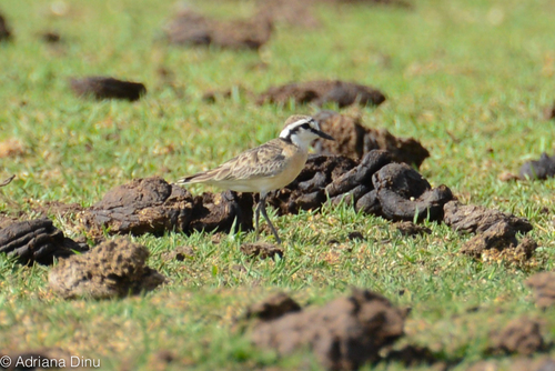 iNaturalist image