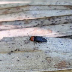 Ampedus rubricollis