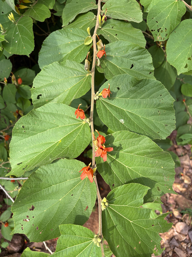 East Indian screw tree